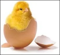 Dans quel sport un champion peut-il adopter la  position de l'uf  ?