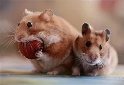 Comme vous pouvez le constater, il a l'air d'... . . a !