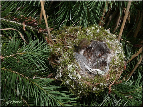 Le nid est construit sur l'extérieur des branches d'un conifère. Une partie est faite de mousses et lichens collés avec de la toile d'araignée, bien attachée aux branches.