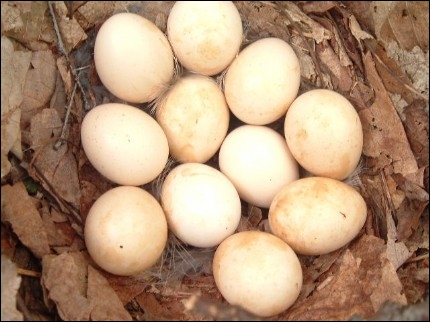 Le nid est une faible dépression garnie de quelques herbes. Elle pond, de fin mars à mi-avril, de 10 à 18 œufs, dont elle assurera seule l'incubation.