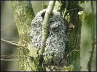 Ce nid se remarque. Ovale avec une entre ronde, crins et toiles d'araignes, couvert de de mousse et lichens, largement garni de centaines de plumes. Celui de :