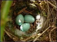 Dos brun fonc ray de noir, tte d'un gris bleut. Son aspect terne peut nous le faire confondre avec une femelle de moineau, mais ses flancs sont rays de noir. Qui est-ce ?