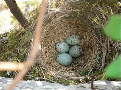 Qui a nidifi et pondu des ufs d'un bleu verdtre, tachets de rougetre ? Un indice : elle se nourrit d'escargots qu'elle casse sur une pierre.