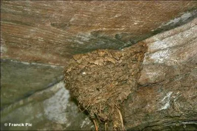 On la dit rustique, et cependant son vol et sa livre sont lgants.