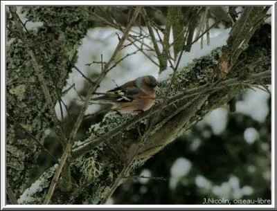 Il est fait de mousse, de brindilles, de fils d'araigne soigneusement assembls, et souvent camoufl avec l'corce de l'arbre, c'est le nid du gai...