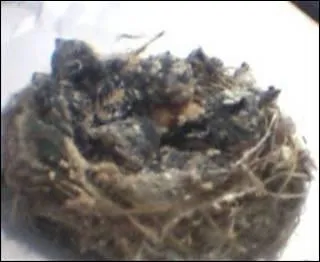 Et celui-ci,  qui sert-il de nid ? On le dit lgant.