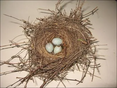 C'est un visiteur rgulier des petits jardins, surtout dans les rgions riches en vergers, il reste trs discret,  l'abri de la vgtation. Il est pivoine.