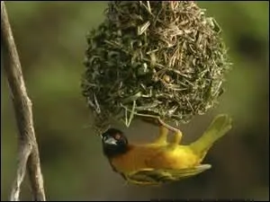 Le nid doit son nom  la manire dont il est construit : sorte de boule sphrique faite de filaments arrachs  de grandes feuilles tresss entre eux. L'entre se trouve dessous.