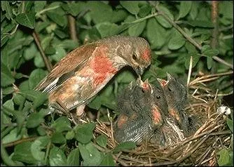 Le nid se trouve entre 0, 5 et 1, 5 mtre du sol, dans un petit buisson, une touffe de gent, un pied de vigne ou de bruyre, un peu trop  la vue de tous.