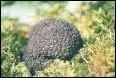 Quel est ce dpartement qui, depuis une vingtaine d'annes, relance la production d'une truffe peu connue, la tuber uncinatum dite truffe grise ?