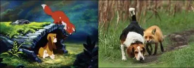 Vous connaissez bien sr Rox et Rouky, mais qui est Rouky, le renard ou le chien ?