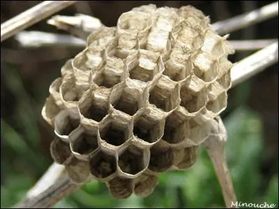 0n le trouve souvent coll sous une tuile, sur une tige d'arbuste, c'est le nid arien de :