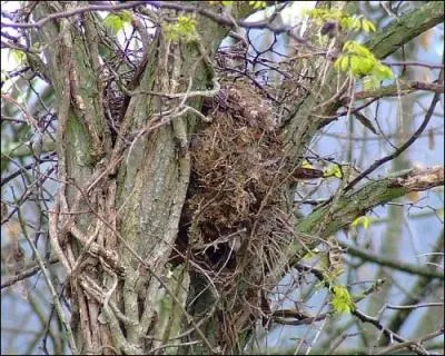 Il rcupre des branchettes, de l'herbe, des mousses qu'il recouvrira de feuilles. Son nid se distingue de ceux des oiseaux par l'ouverture situe dans le bas ou sur le ct.