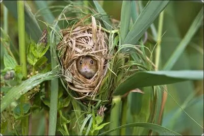 Un petit animal europen possdant une queue prhensile, et qui se dplace avec une grande aisance. Il construit un nid en boule, entrelaant les feuilles et les tiges entre 50 cm et 1 m au-dessus du sol.