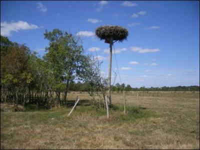 Dans la campagne prs de Port-d'Envaux. Elle construit son grand nid de branches dans les arbres, sur les btiments, ou sur une plate-forme btie par l'homme et prvue  cet effet.
