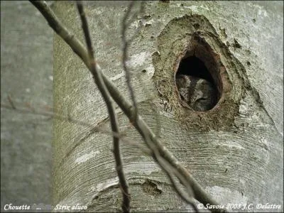 Le bois tant un bon isolant, les picids font des nids dans les troncs. Quel oiseau a rutilis celui d'un pic ?
