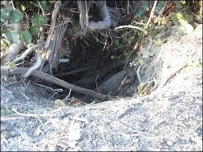 Le Tadorne de Belon est un canard opportuniste. Il lui arrive de nidifier dans un trou d'arbre, de talus ou encore dans un :