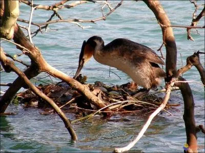 Son nid est gnralement un radeau fait de plantes aquatiques, algues et roseaux, rasant la surface de l'eau. Il repose sur le fond du plan d'eau, ou flotte amarr  la vgtation.