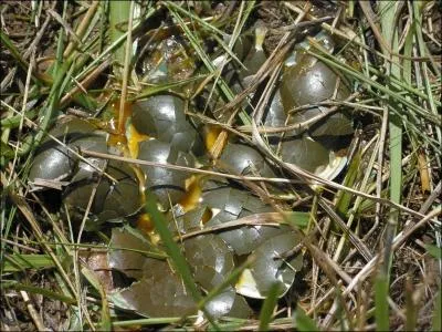 Beaucoup d'oiseaux, comme l'oie, l'outarde utilisent des espaces de prairies, landes, champs et friches pour nicher  mme le sol. Comment se nomment ces milieux de nidification ?