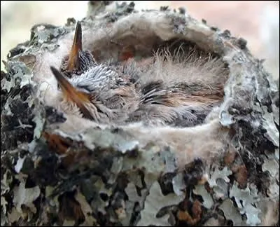Petit nid en forme de tasse construit avec des corces, des toiles d'araignes, des lichens, pour le plus petit des oiseaux :
