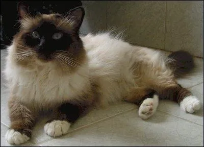 Celui-ci est rput pour sa douceur, c'est le ?