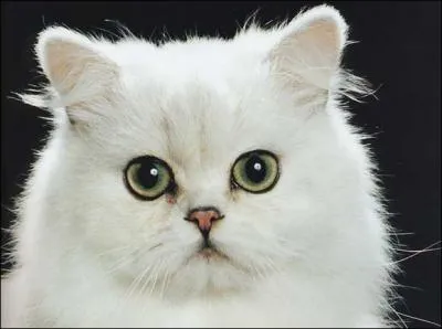 Et cette belle peluche ?