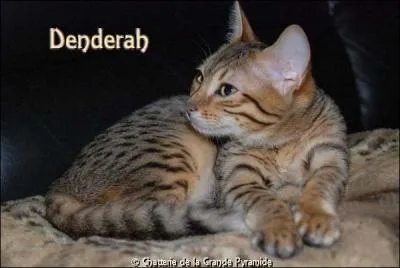 Cette ravissante panthre miniature est un ?