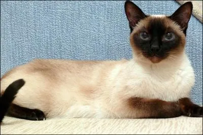 Un chat un peu bruyant, qui est-ce ?