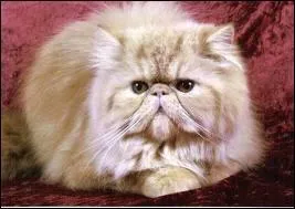 [1re position] Extrmement facile : quelle est cette race ?