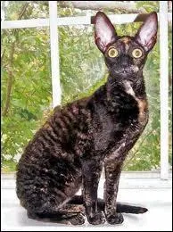 [9me position] Mme chose : quelle est celle-ci ?