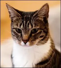 [8me position] Un peu plus facile : quelle est celle-l ?