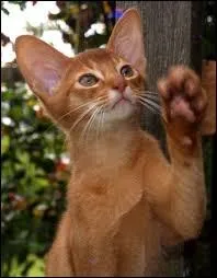 [7me position] Niveau moyen : quelle est cette race ?