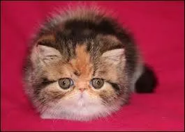 [2me position] Facile : quelle est celle-l ?