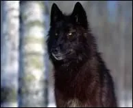 Quel animal tait avec Scott dans le premier pisode de la saison 2 ?