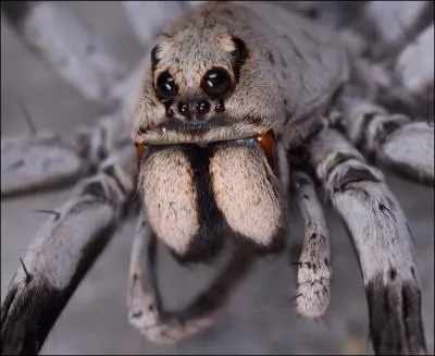 Les chlicres d'une araigne ont la particularit de l'tre !