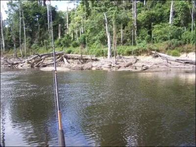 Dans la jungle amazonienne de Guyane, les orpailleurs clandestins sont recherchs trs ...