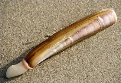 C'est la particularit d'un coquillage, il est ...