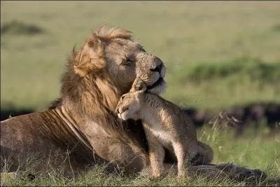 Papa lion peut tre trs affectueux (quand il s'agit de son propre lionceau), mais ne vous approchez pas, vous risqueriez l' ...