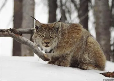 Une expression populaire nous parle d'un  oeil de lynx , mais contrairement  ce que pensent beaucoup d'entre nous, elle ne concerne pas l'animal, tout en concernant l'...