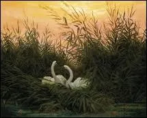 Cygnes dans les roseaux.