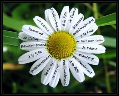 Qui est l'auteur de la chanson  Je t'aime  la folie  ?