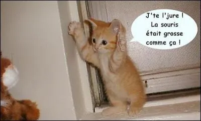 En mdecine le terme  folie  recouvre plusieurs pathologies. Quel mot dsigne une personne qui ne peut s'empcher de mentir  tout propos ?