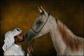 Par qui sont le plus souvent levs les chevaux arabes ?