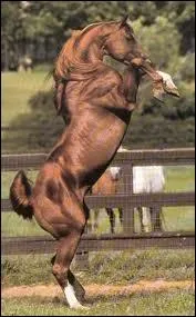 D'ou sont-ils originaires ?