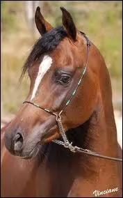 Existe-t-il des chevaux arabes de robe Baie ?