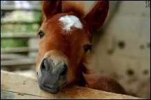 Existe-t-il une trs grande varit de types de chevaux arabes ?