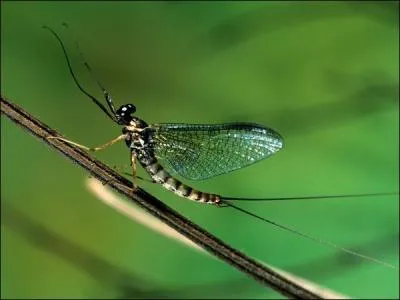 Il ne vit pas longtemps car quand il est adulte il n'a plus d'orifice buccal. Il s'agit de :