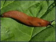 Par quel nom me dsigne-t-on ?