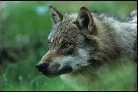 Quel animal suis-je ?