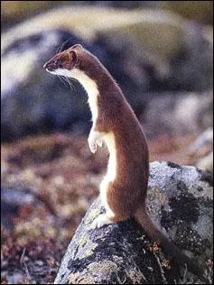 Quel animal suis-je ?